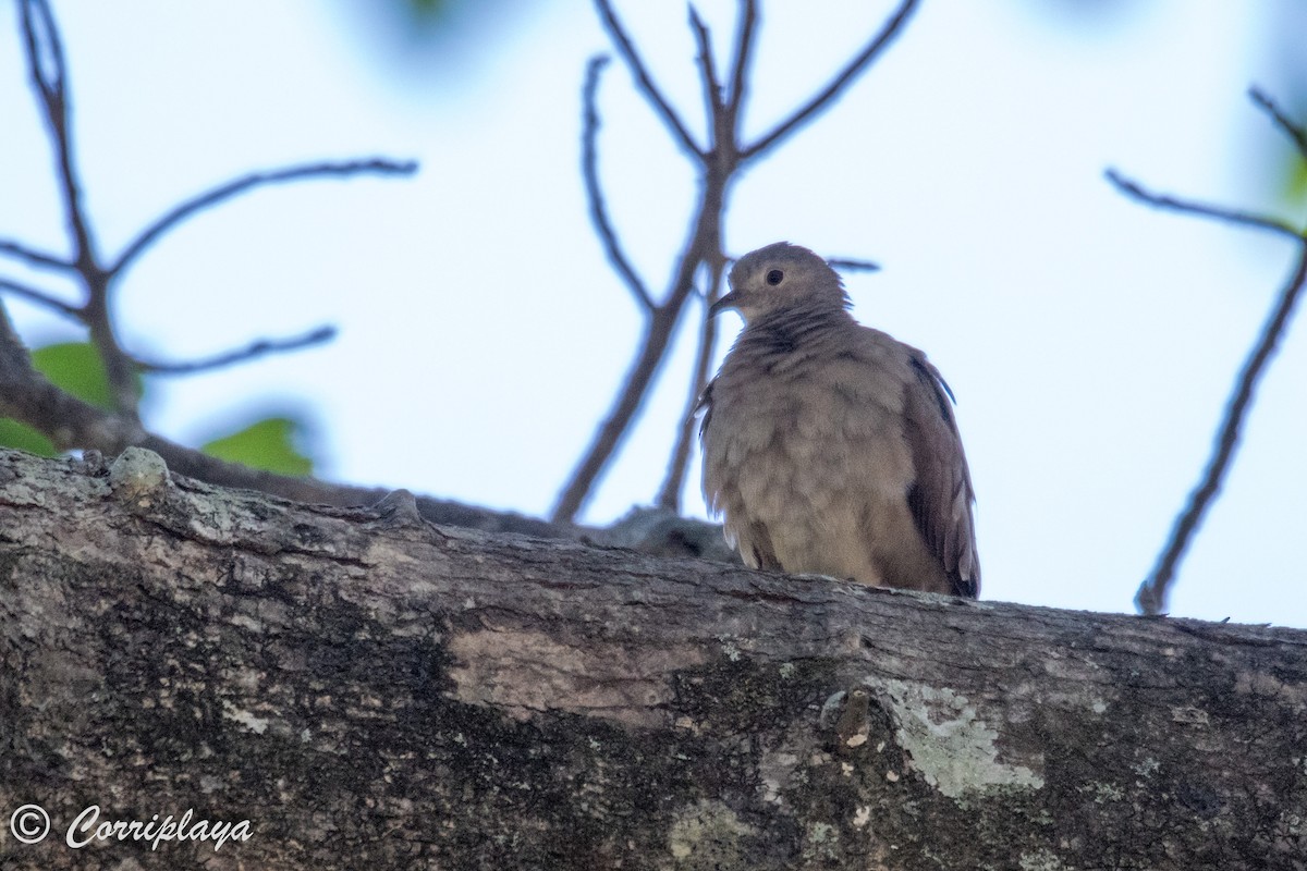 Ruddy Ground Dove - ML587747221