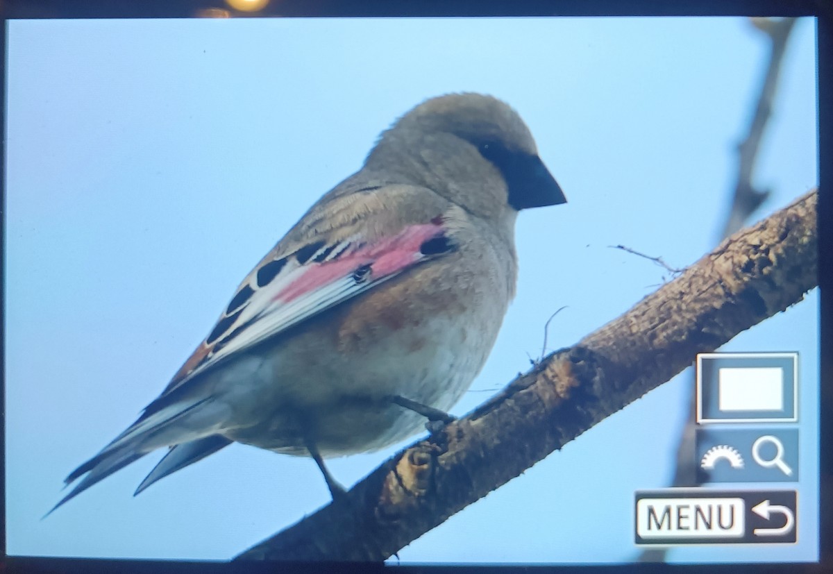 Desert Finch - ML587747831