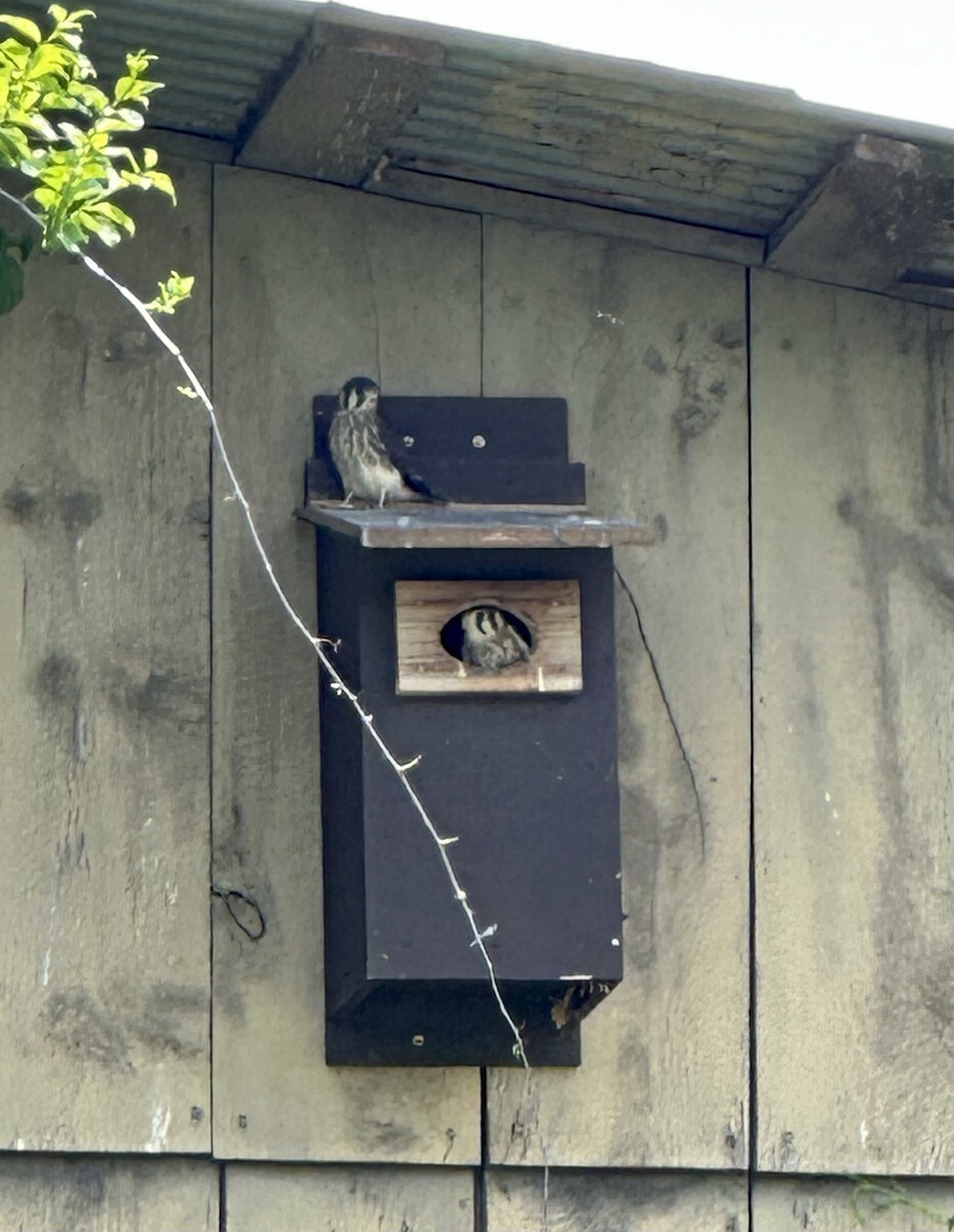 American Kestrel - ML587748031