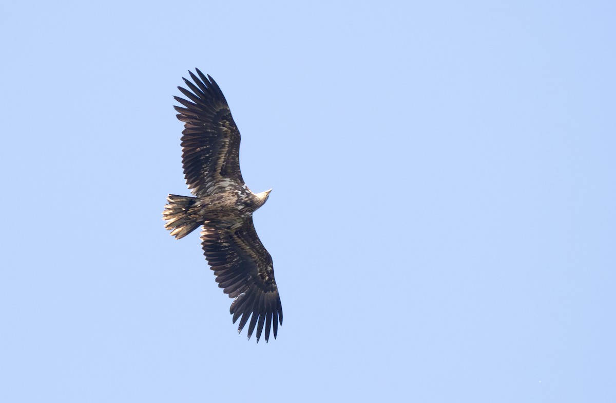 White-tailed Eagle - Arto Keskinen