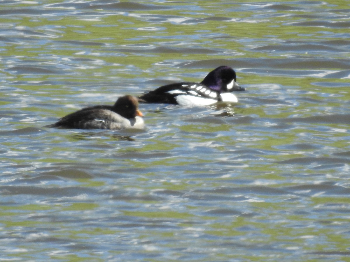 Barrow's Goldeneye - ML58774831