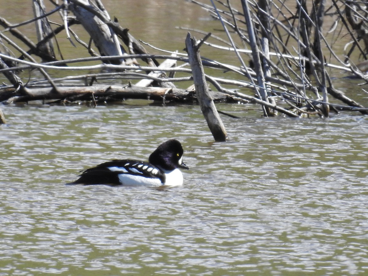 Barrow's Goldeneye - ML58774841