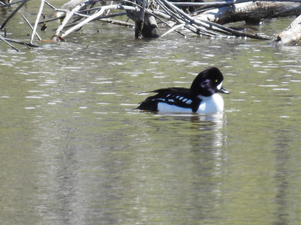 Barrow's Goldeneye - ML58774851