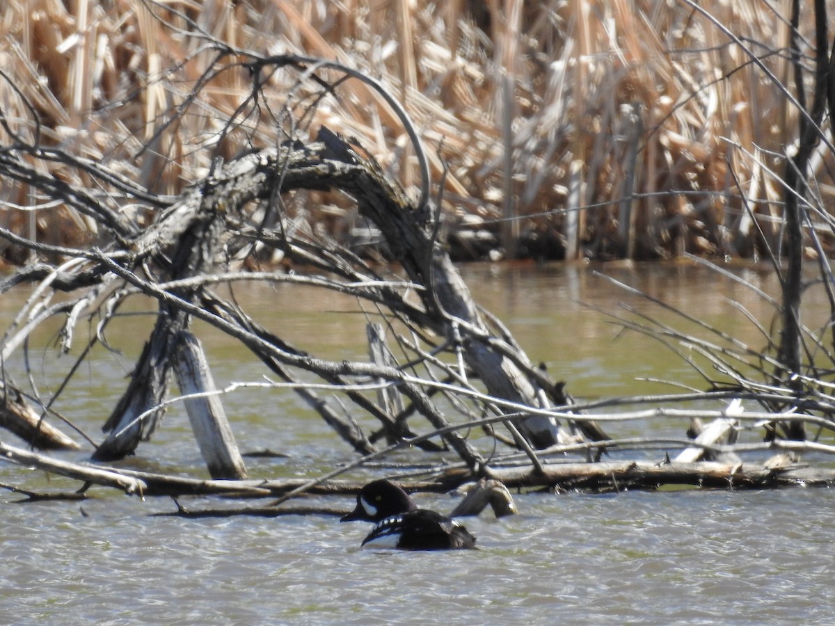 Barrow's Goldeneye - ML58774861