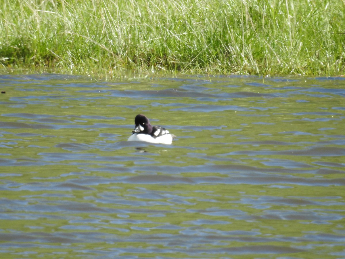 Barrow's Goldeneye - ML58774881