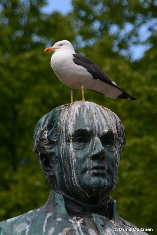 Lesser Black-backed Gull - ML587749501