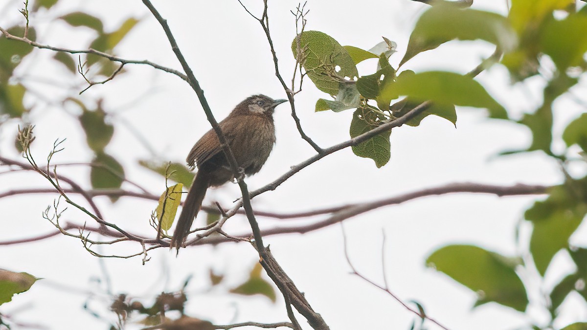 Spiny Babbler - Robert Tizard