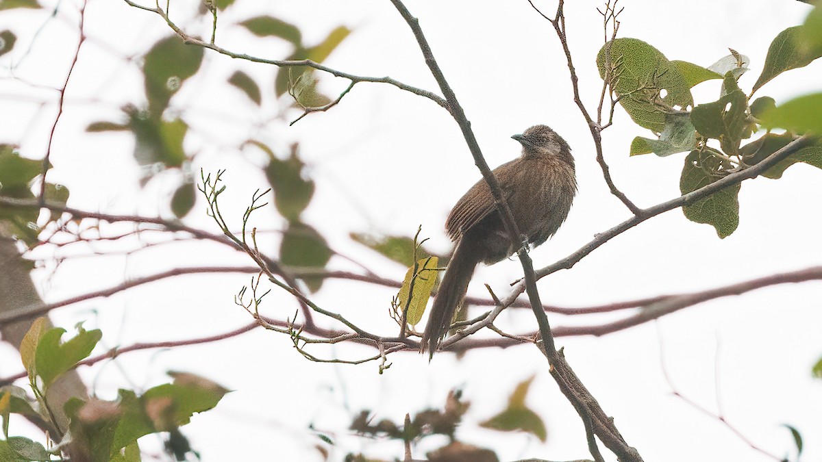 Spiny Babbler - Robert Tizard