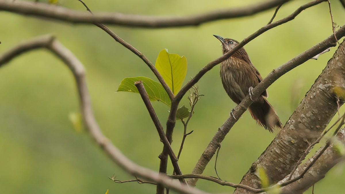 Spiny Babbler - Robert Tizard