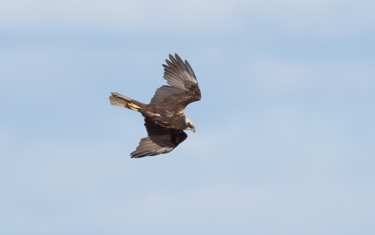 Western Marsh Harrier - Arto Keskinen