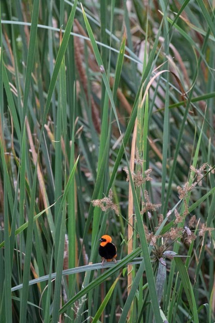 Southern Red Bishop - ML587751391