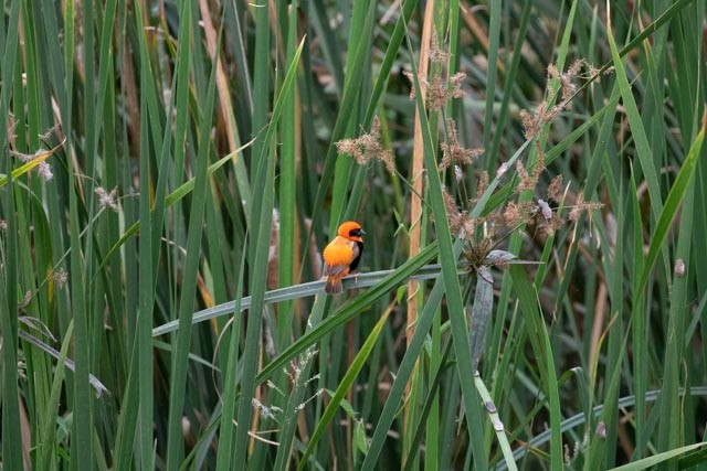 Southern Red Bishop - ML587753131