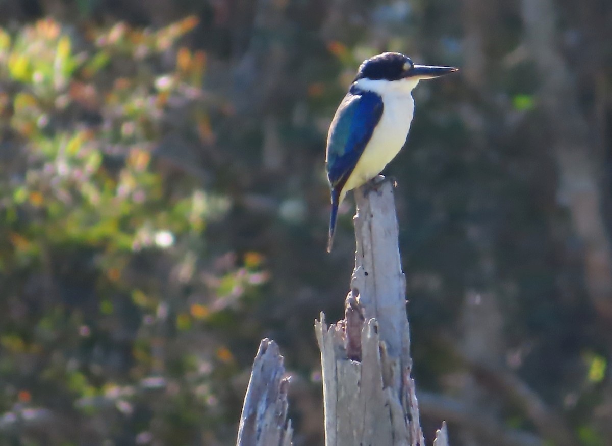 Forest Kingfisher - ML587754001