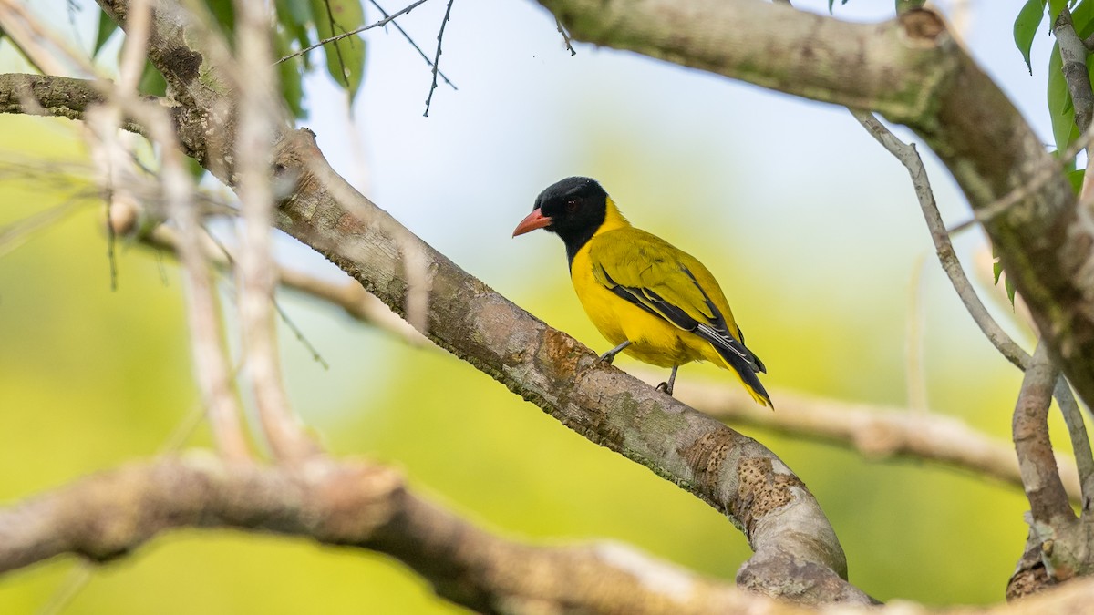 Black-winged Oriole - ML587754181