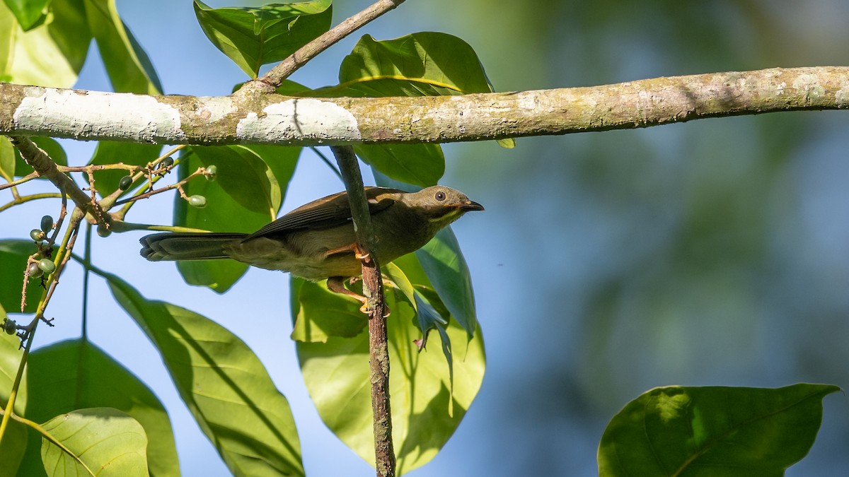 Yellow-whiskered Greenbul - ML587754321