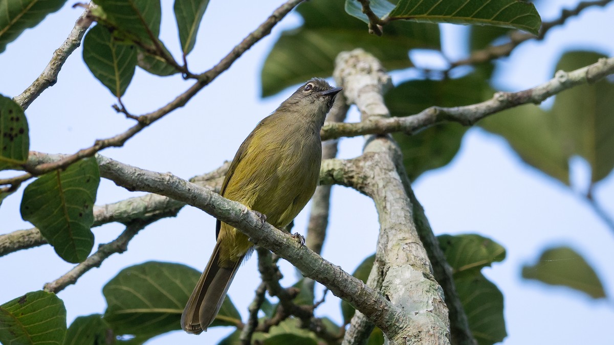 Gray Greenbul - ML587755201