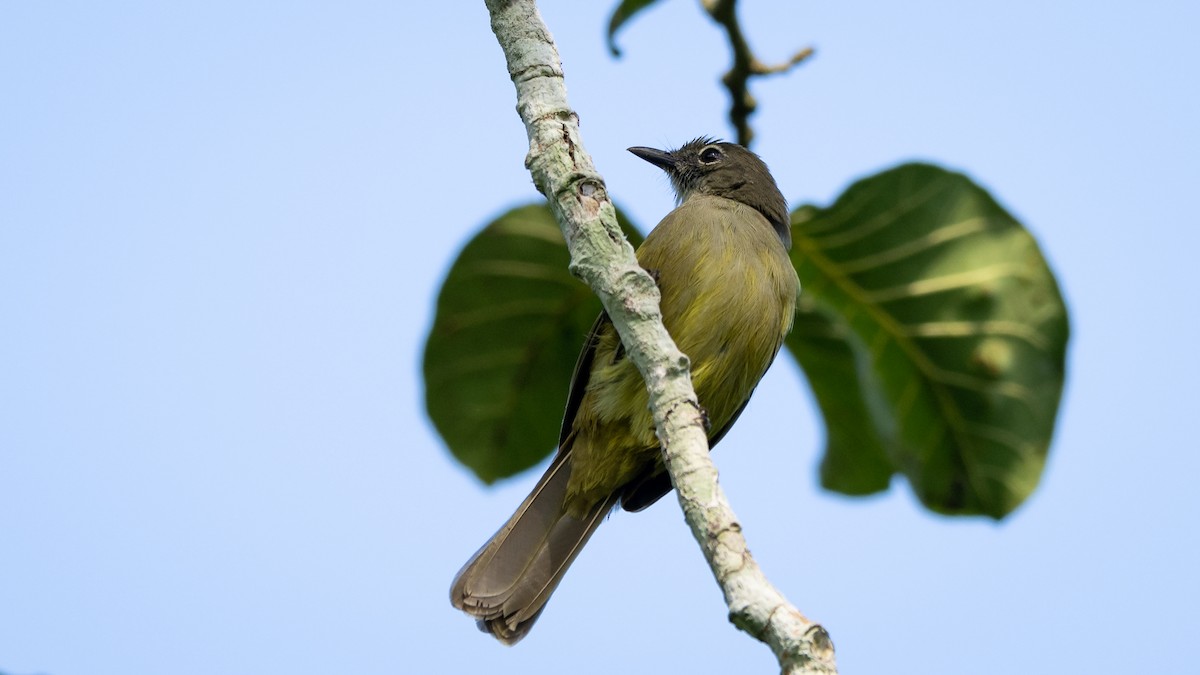 Gray Greenbul - ML587755211