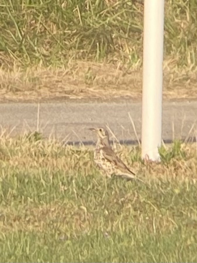 Mistle Thrush - ML587755701