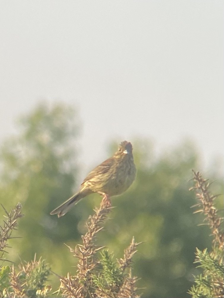 Cirl Bunting - ML587755761