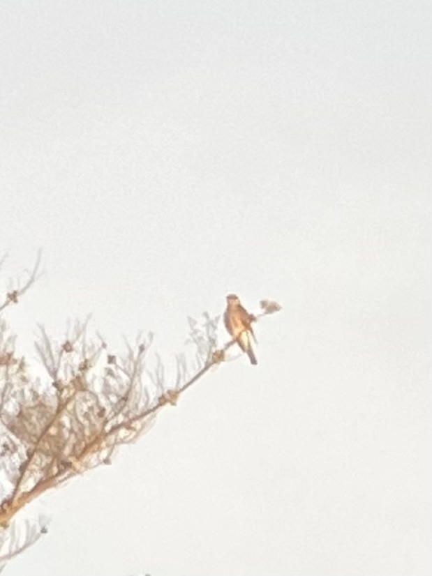 Eurasian Sparrowhawk - ML587755841