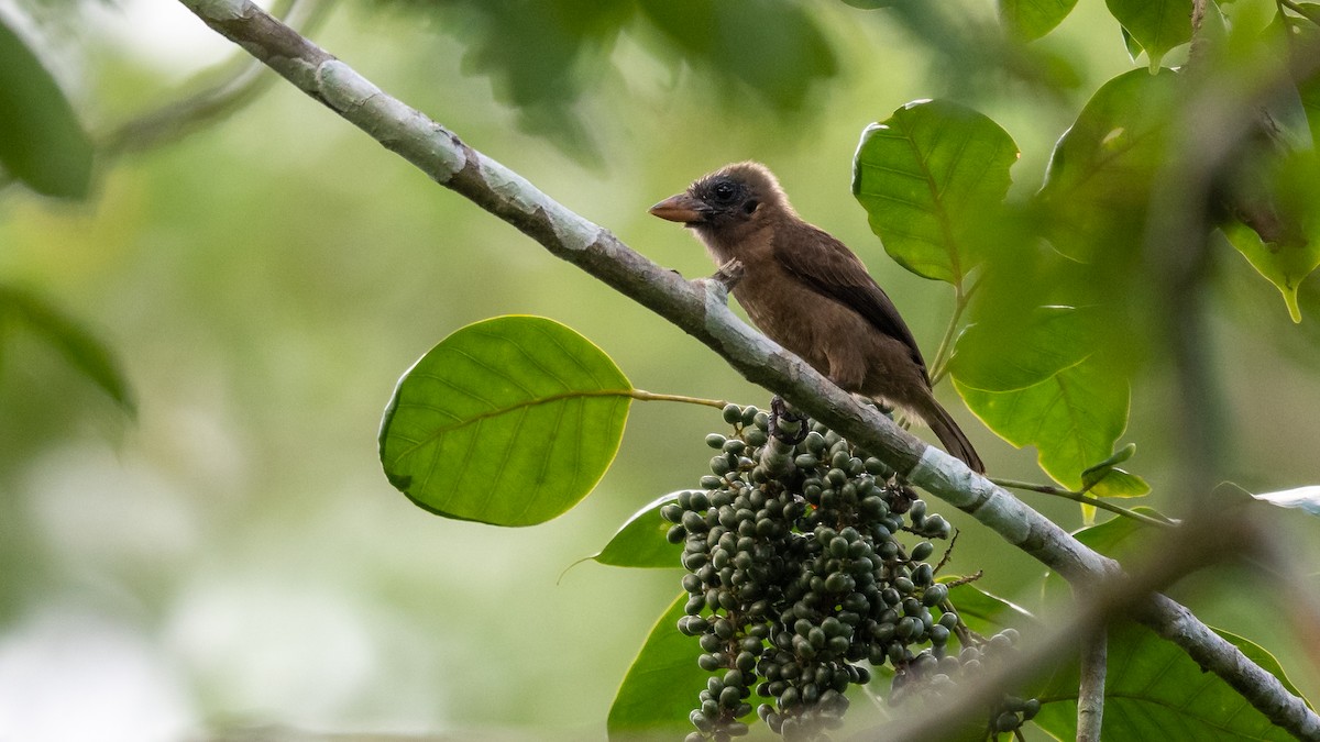 Naked-faced Barbet - ML587755861