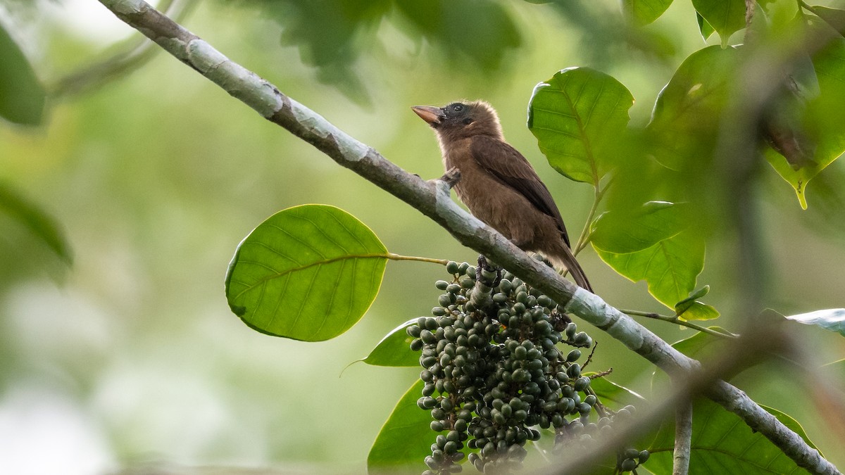 Naked-faced Barbet - ML587755871