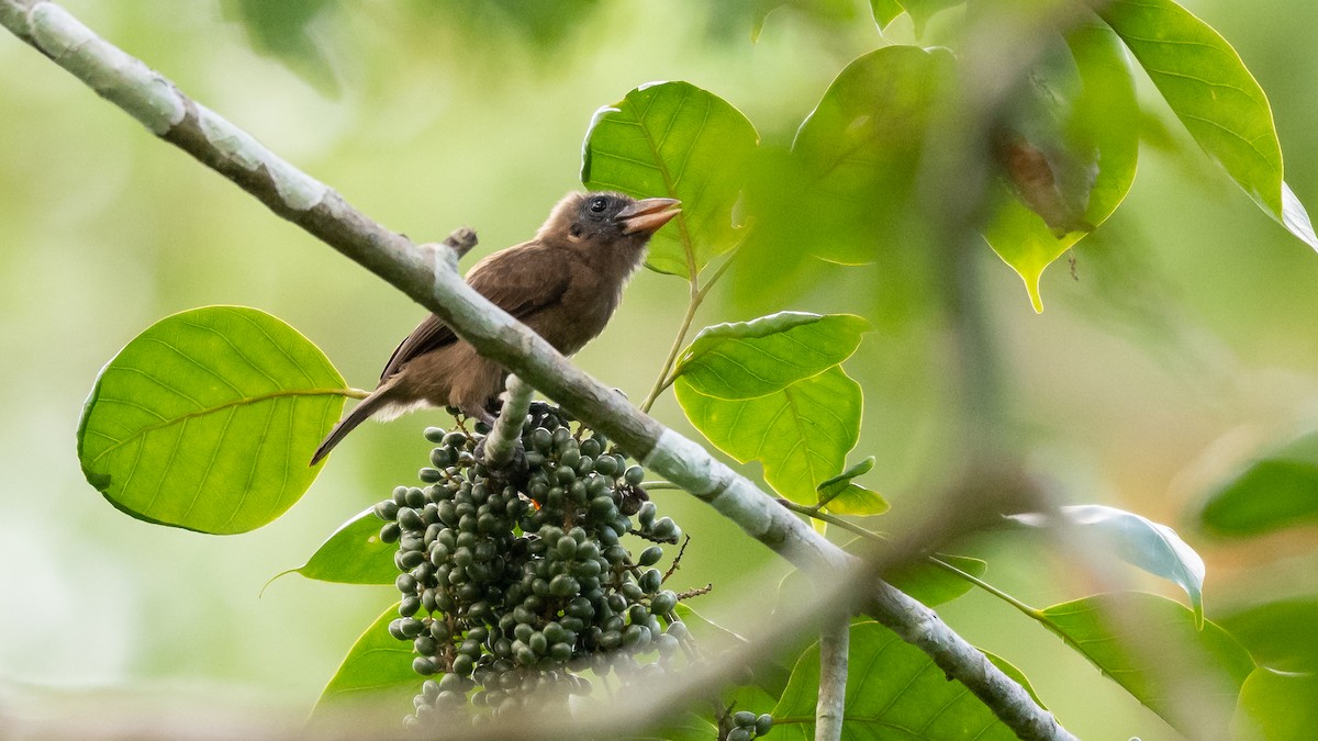 Naked-faced Barbet - ML587755891