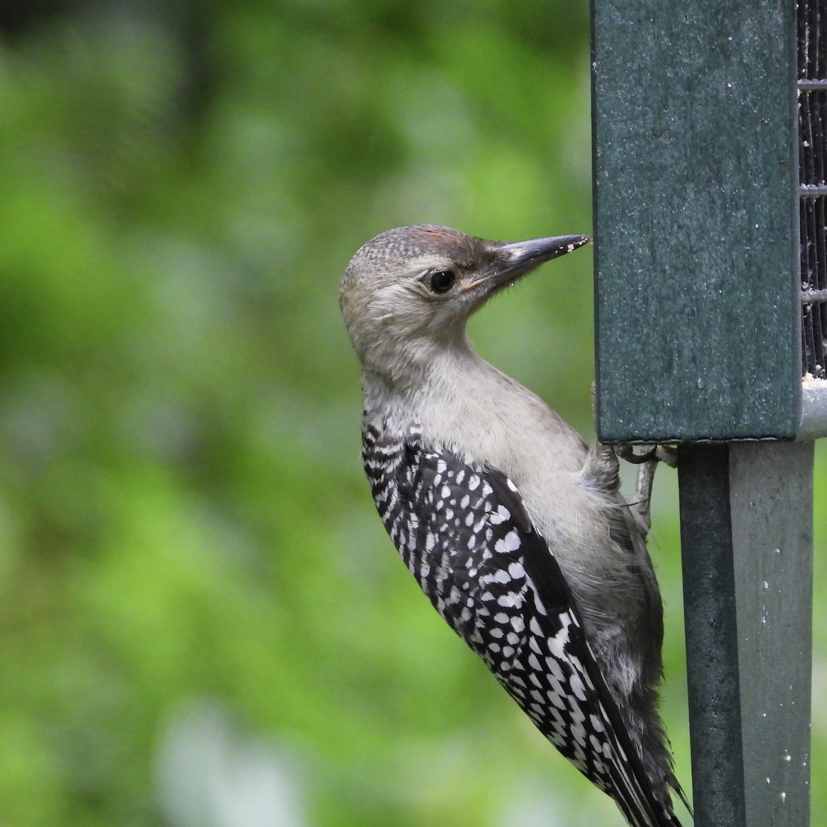 Red-bellied Woodpecker - ML587755961