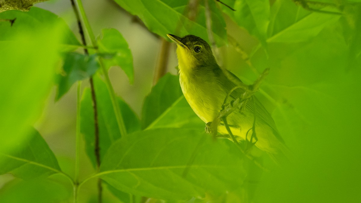 Bulbul ictérin - ML587756541