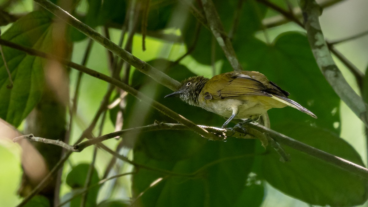 Honeyguide Greenbul - Mathurin Malby