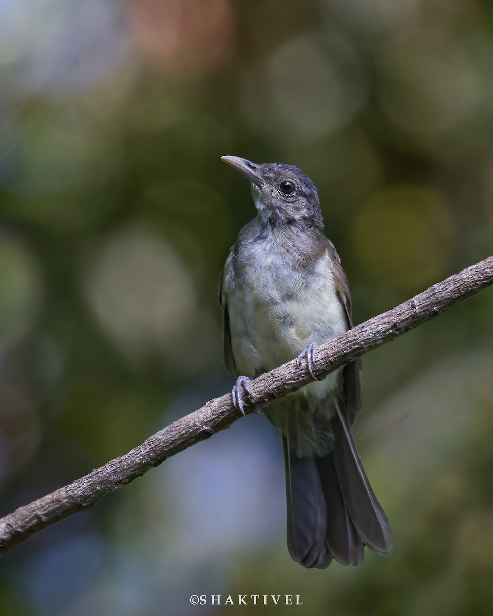 Bulbul de Nicobar - ML587757681