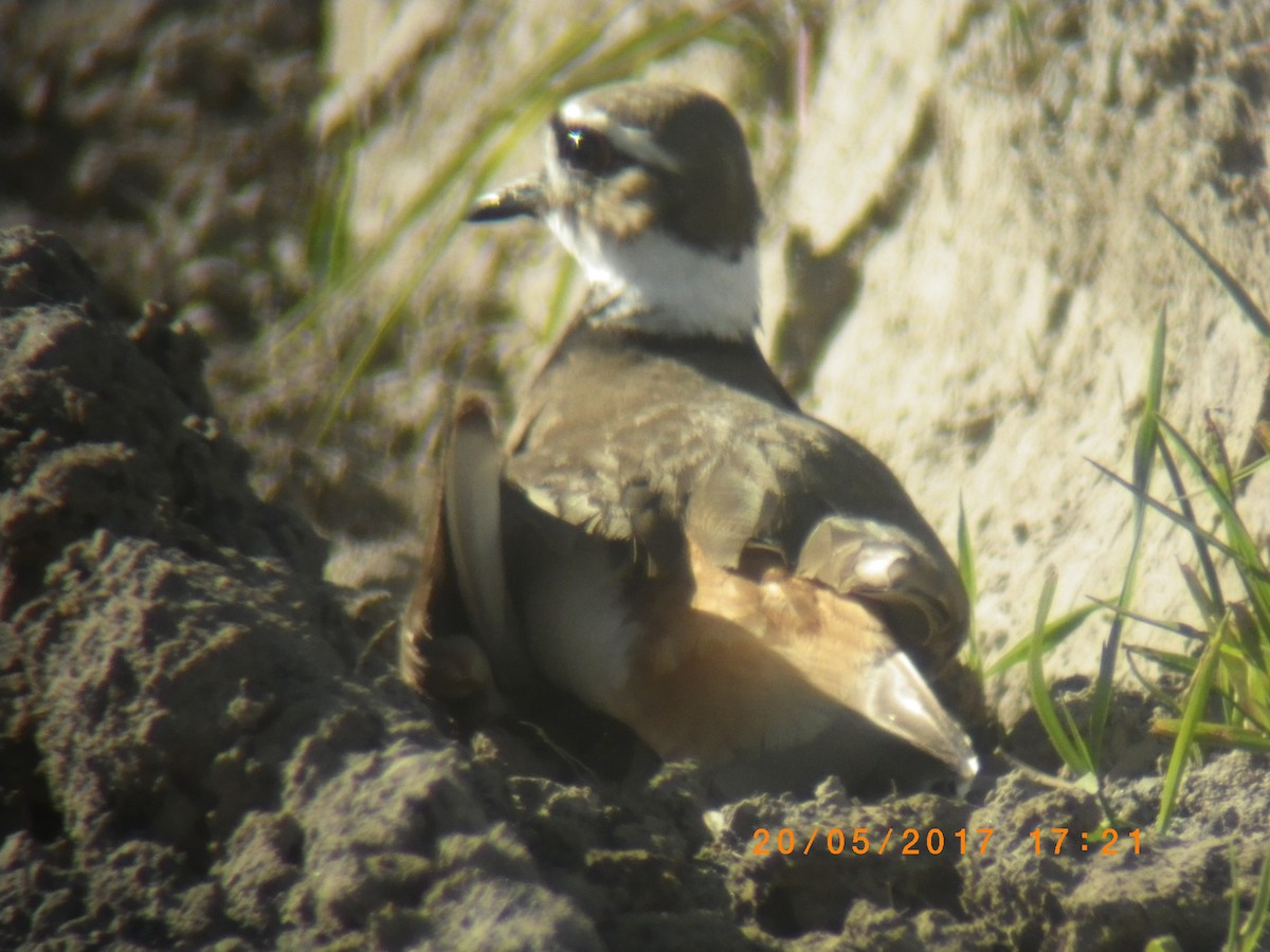 eBird Checklist - 20 May 2017 - Point Petre Provincial Wildlife Area ...