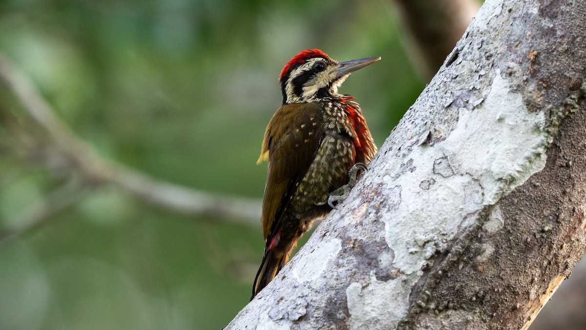Fire-bellied Woodpecker - Mathurin Malby