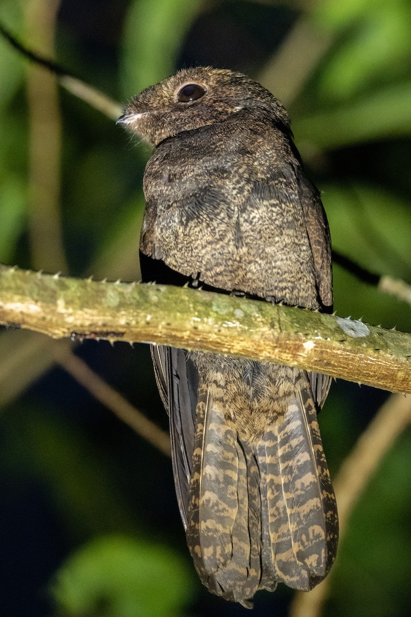 Бурый козодой - ML587758511