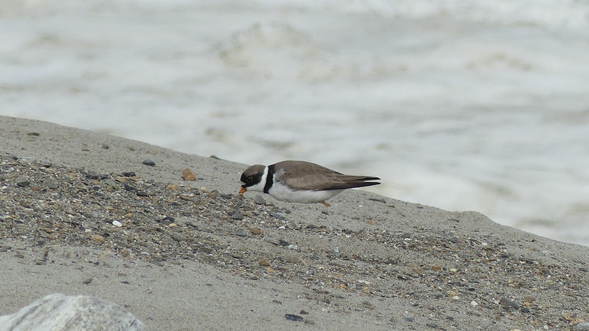 Semipalmated Plover - ML587758641