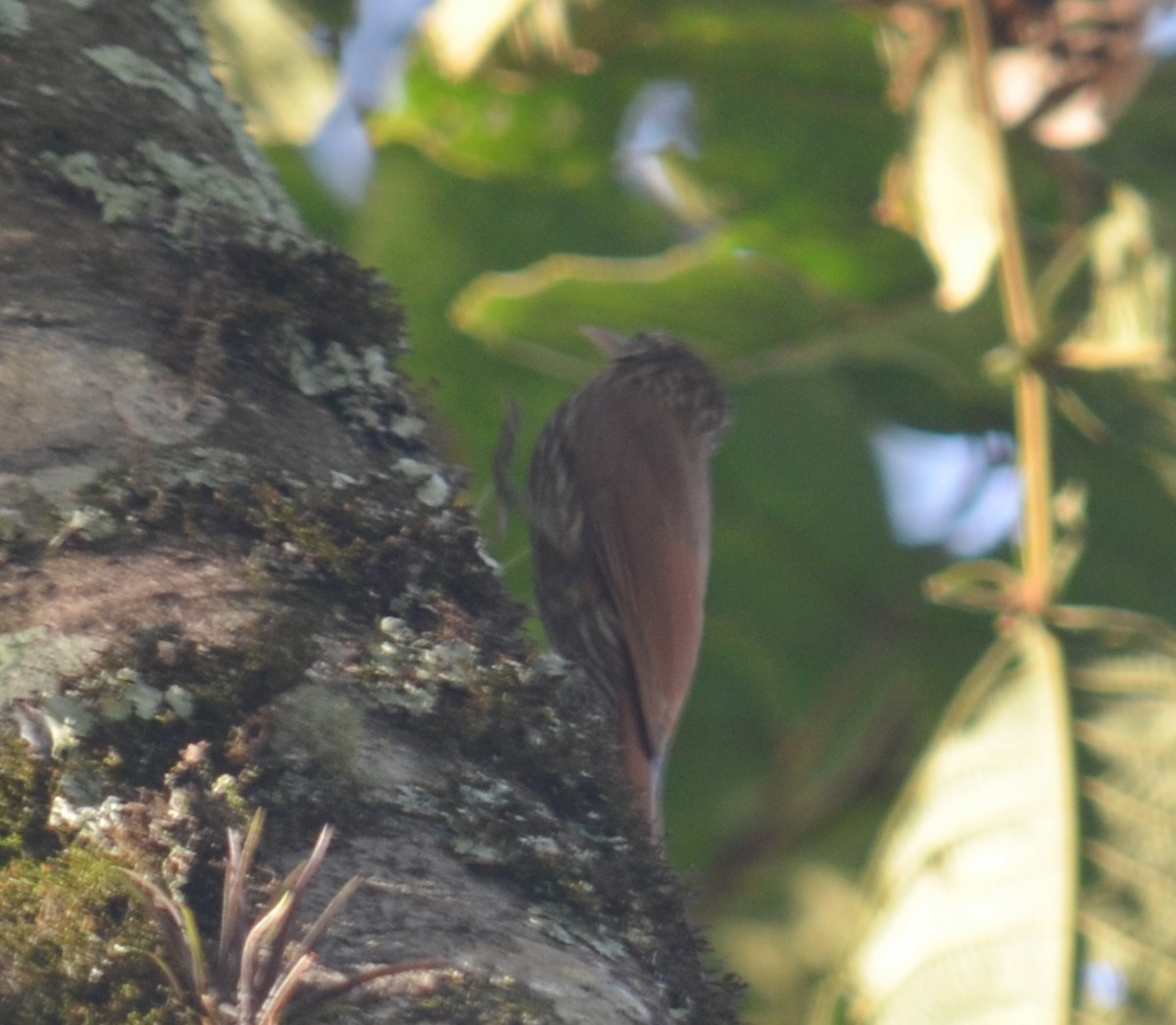 Montane Woodcreeper - Leonardo Duque