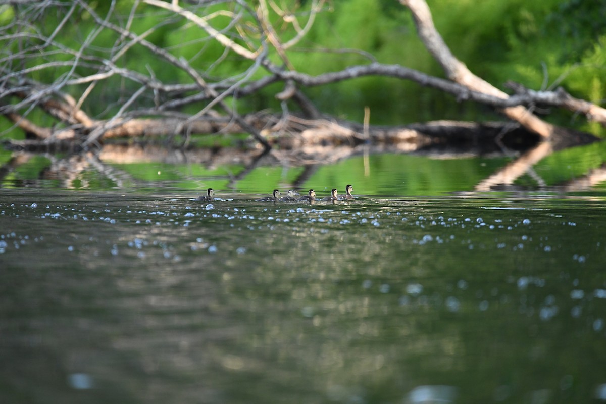 Wood Duck - ML587759141