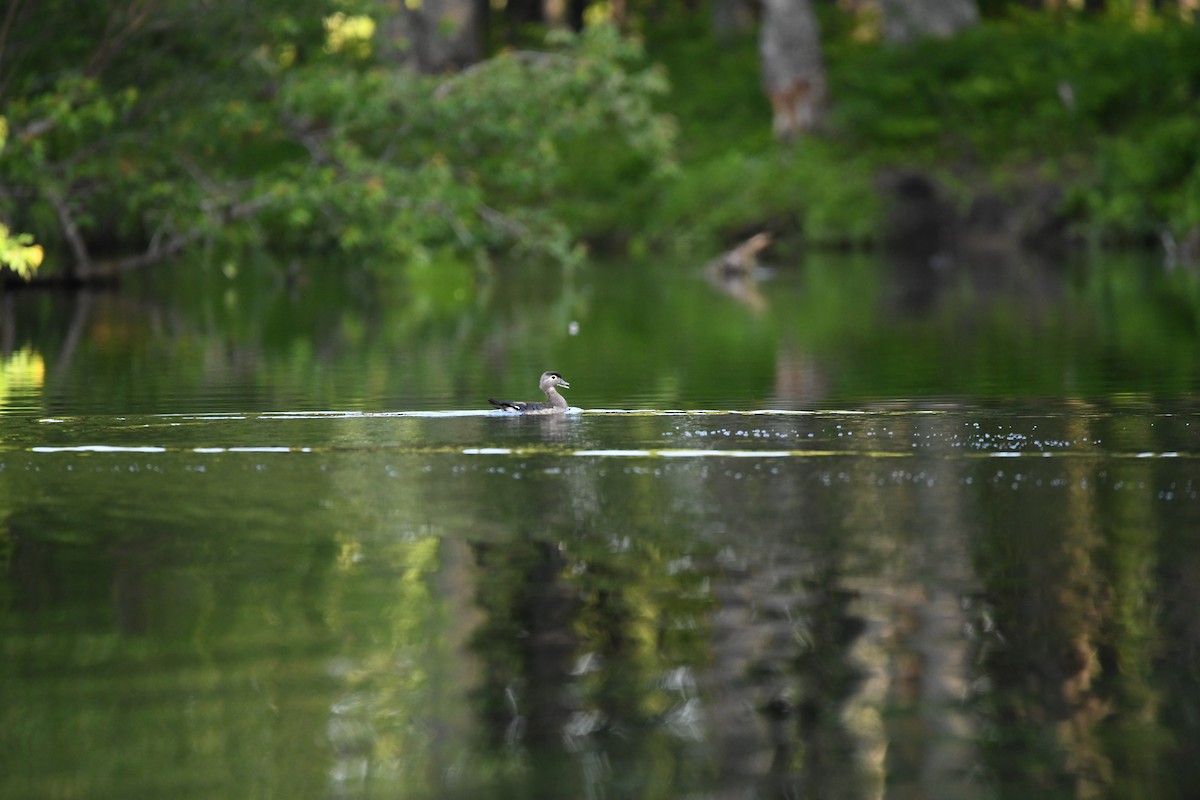 Wood Duck - ML587759151