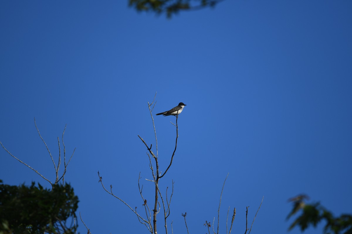 Eastern Kingbird - ML587759191