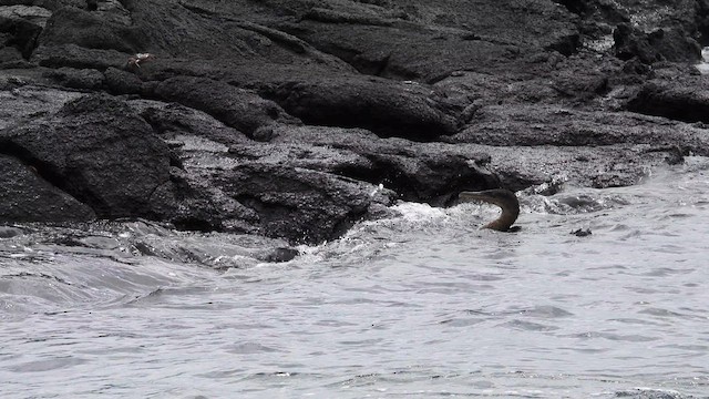 Galapagos Karabatağı - ML587759861