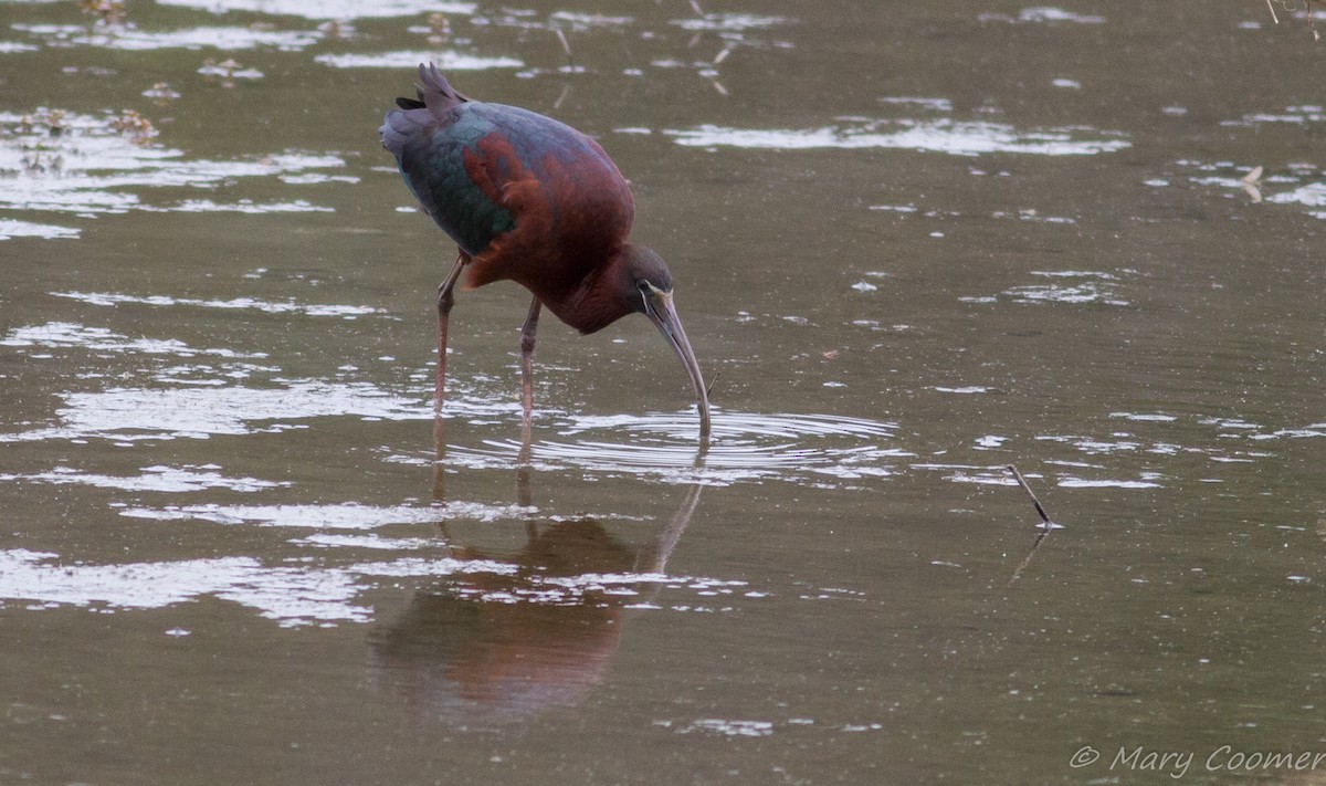 ibis hnědý - ML58776011