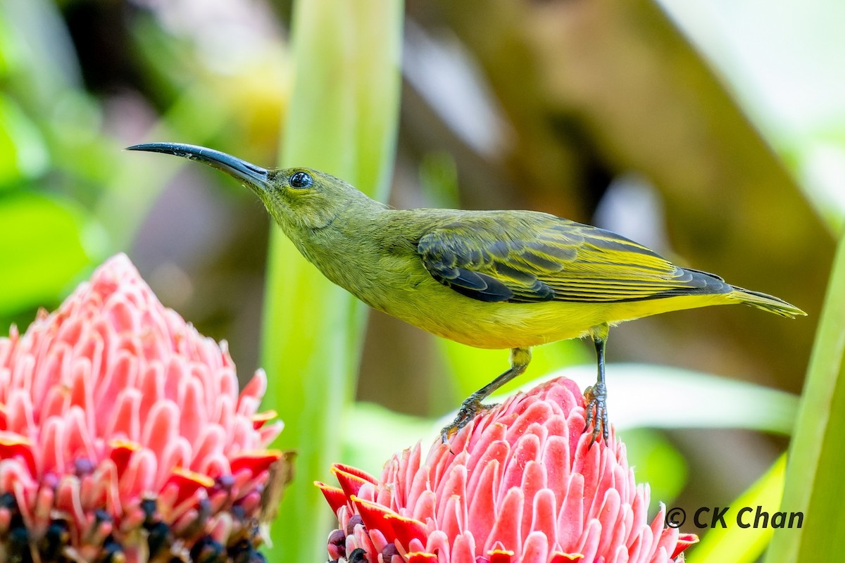 Thick-billed Spiderhunter - Chee Keong Chan