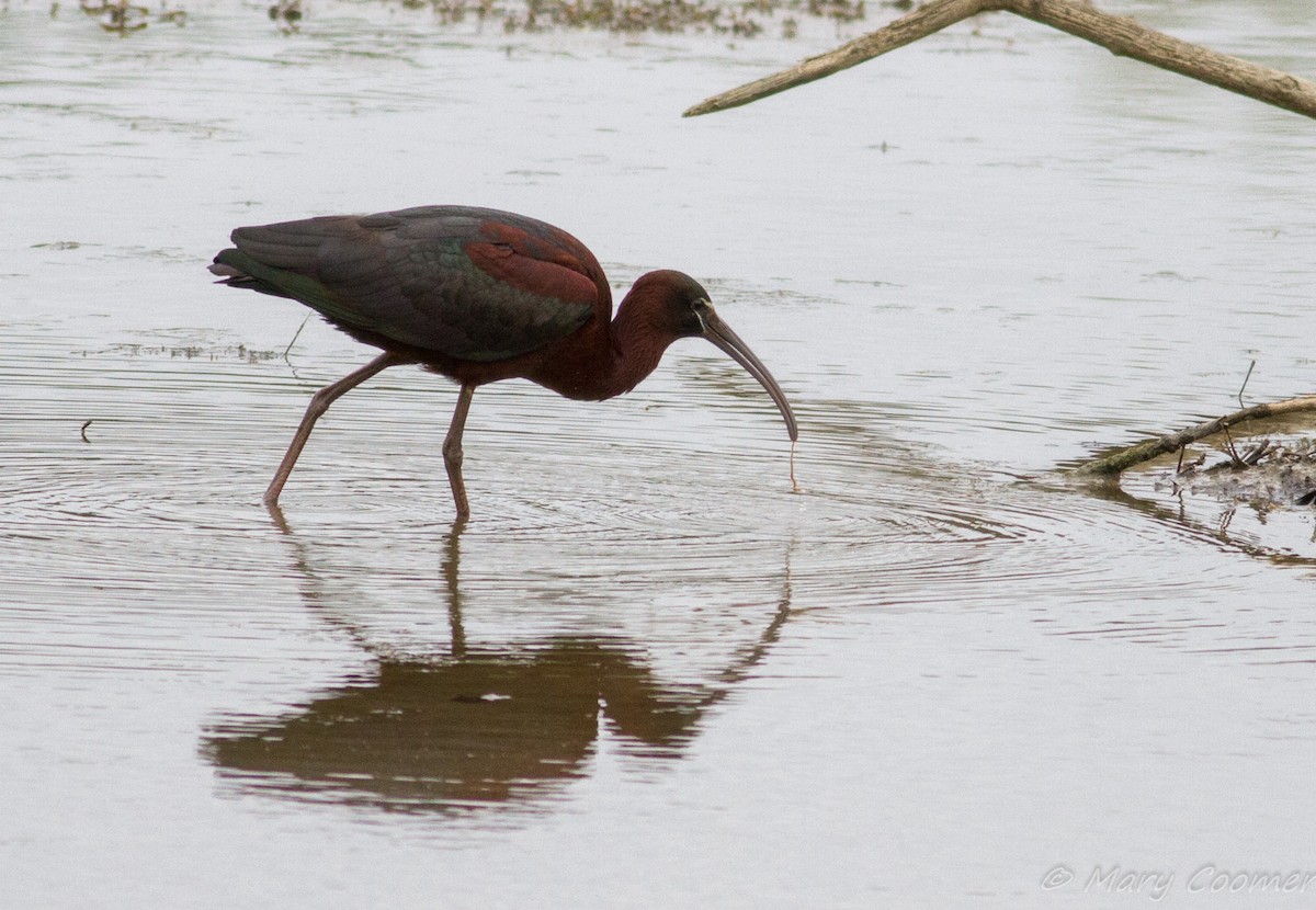ibis hnědý - ML58776041