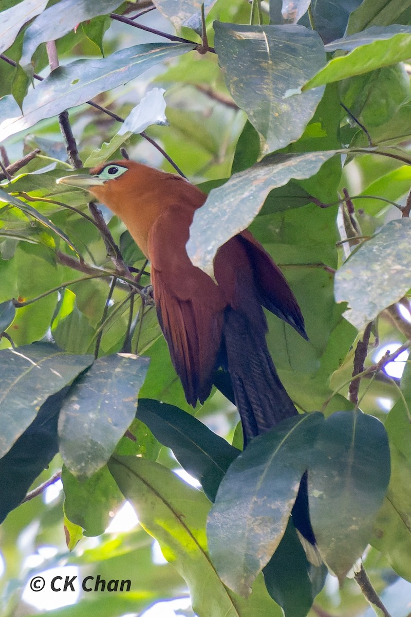 Raffles's Malkoha - ML587760411