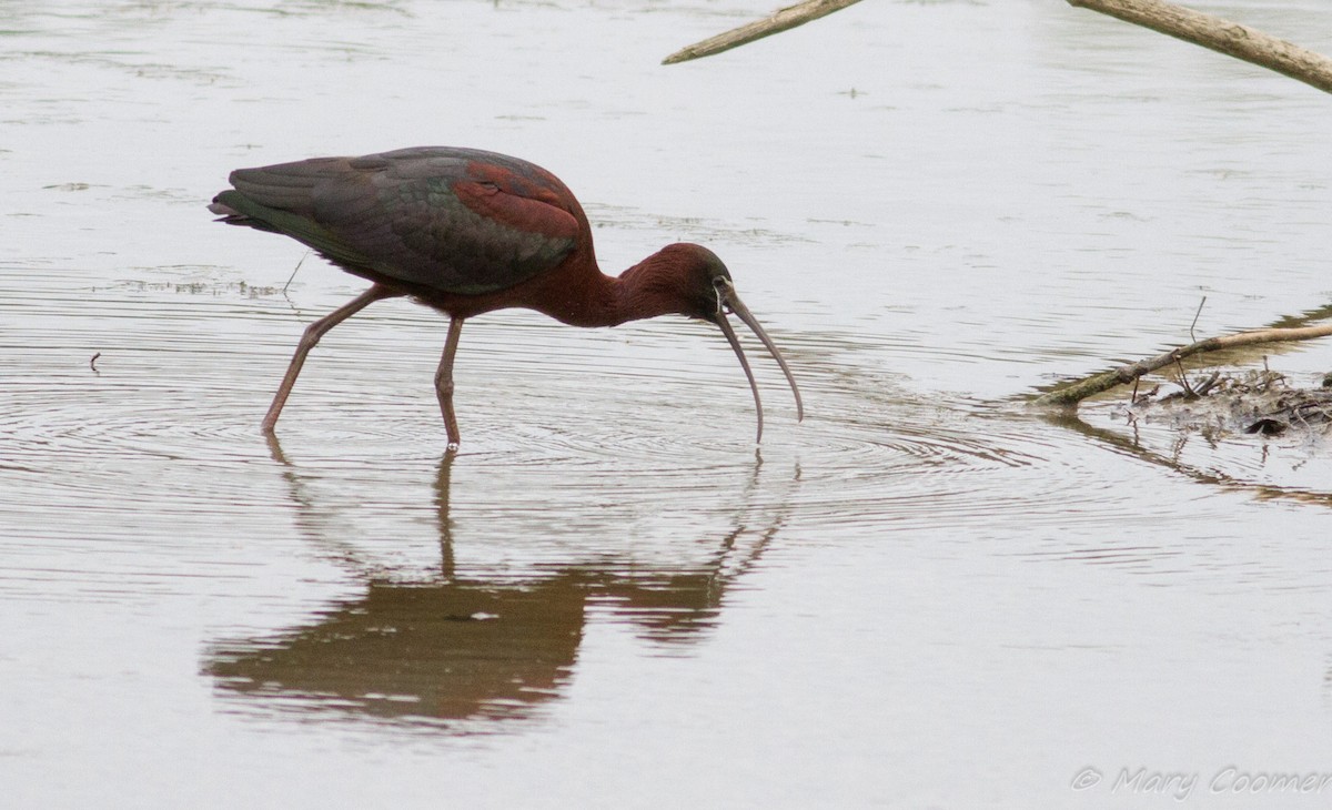 ibis hnědý - ML58776051