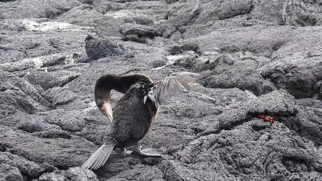 Galapagos Karabatağı - ML587760571