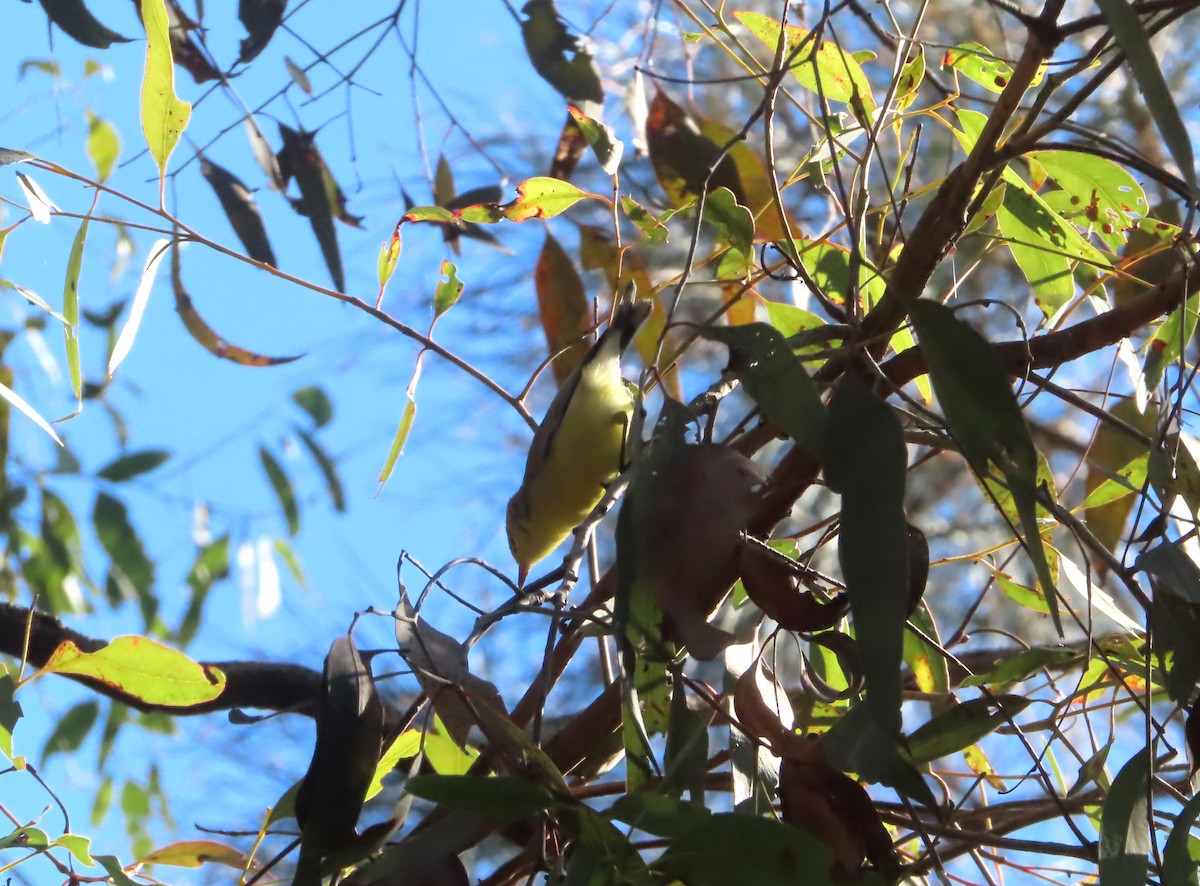 White-throated Gerygone - Paul Dobbie