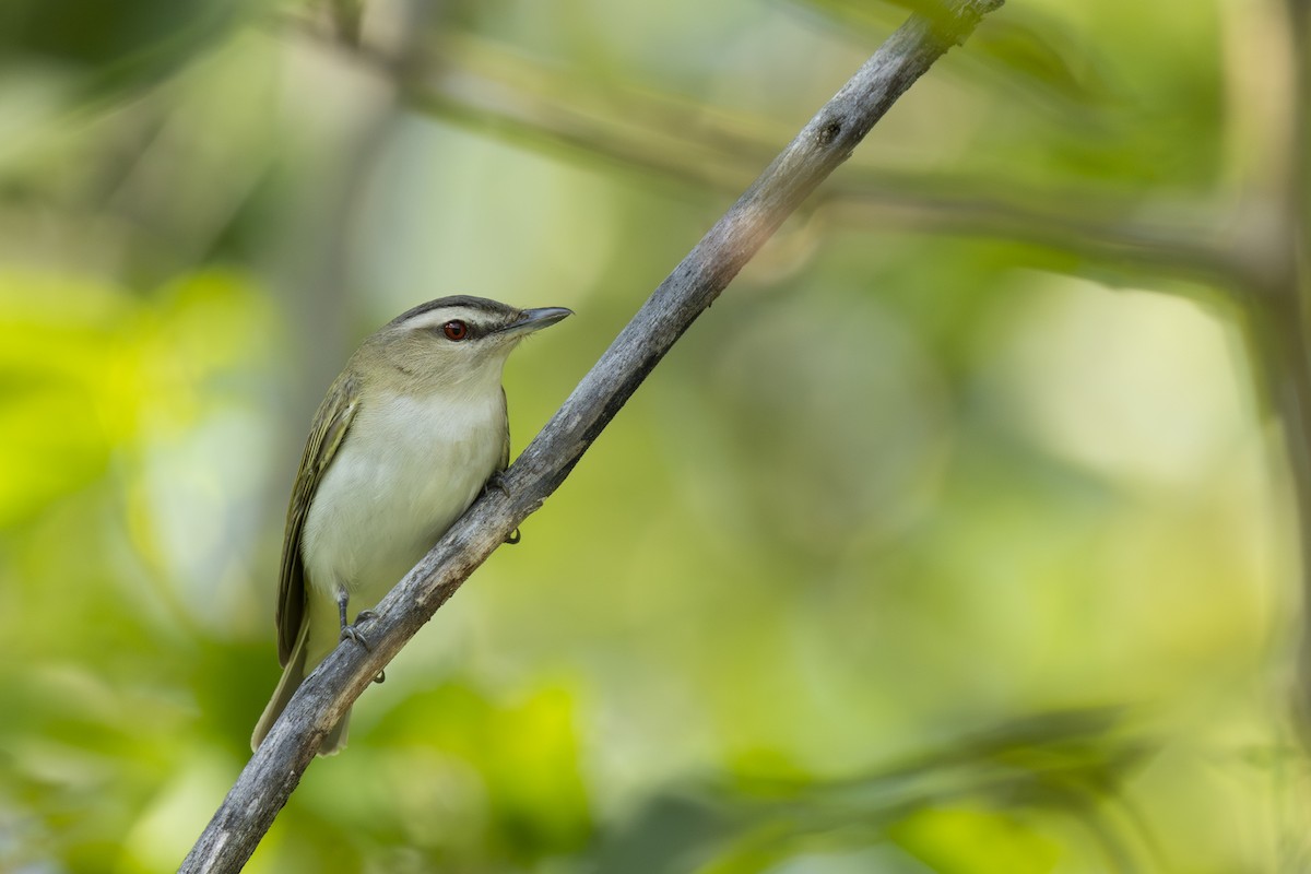 Red-eyed Vireo - ML587762551