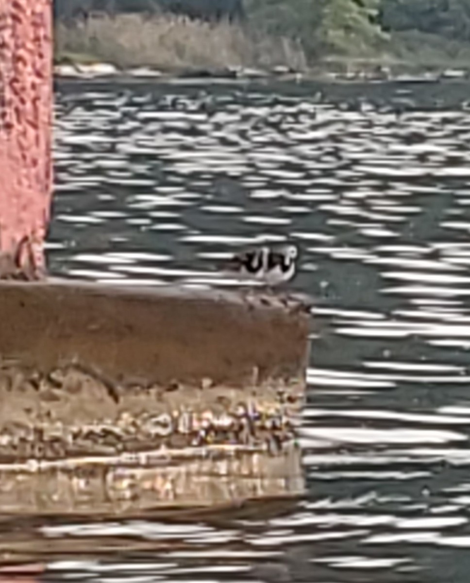 Ruddy Turnstone - ML587763261