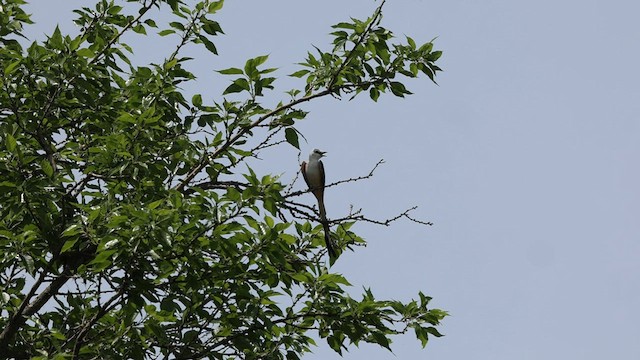 Scherenschwanz-Königstyrann - ML587764201